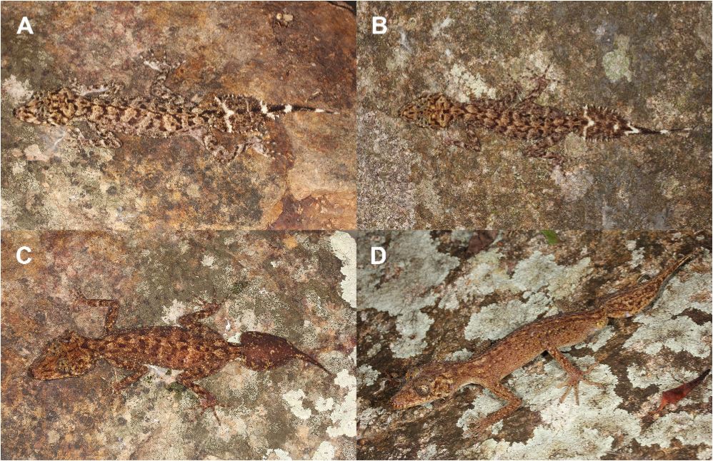 «Σα μικροσκοπικός δράκος»: Νέο είδος γκέκο ανακαλύφθηκε σε νησί του Κουίνσλαντ-2