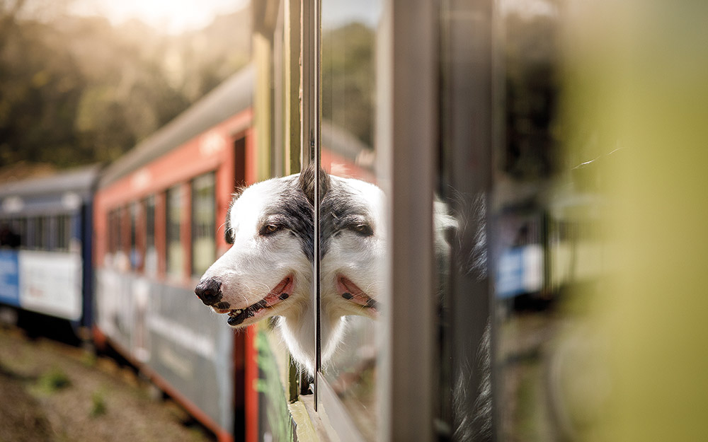 ένα-σκυλί-προσφυγάκι-στο-τρένο-από-γιο-562316761