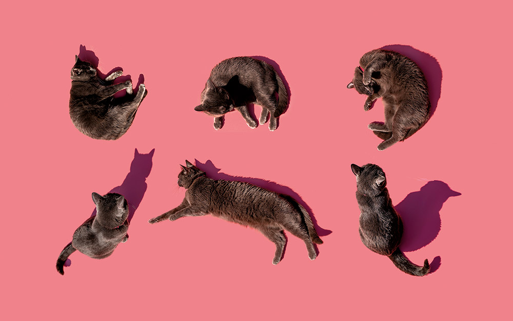 γυναίκες-και-γάτες-ένας-ισχυρός-δεσμό-562314289