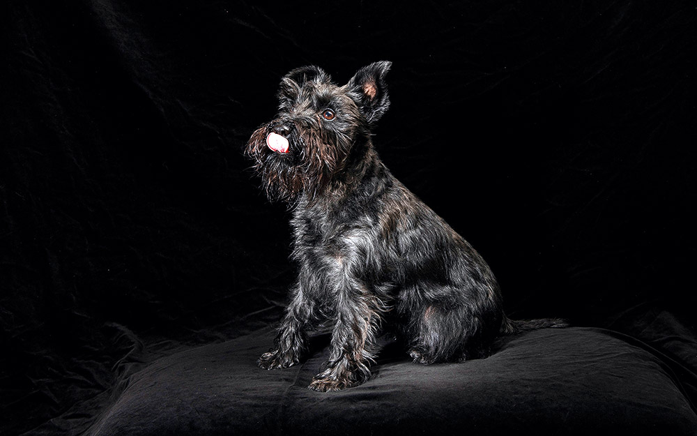 η-σκυλίσια-ζωή-είναι-μικρή-για-απαγορε-562302247