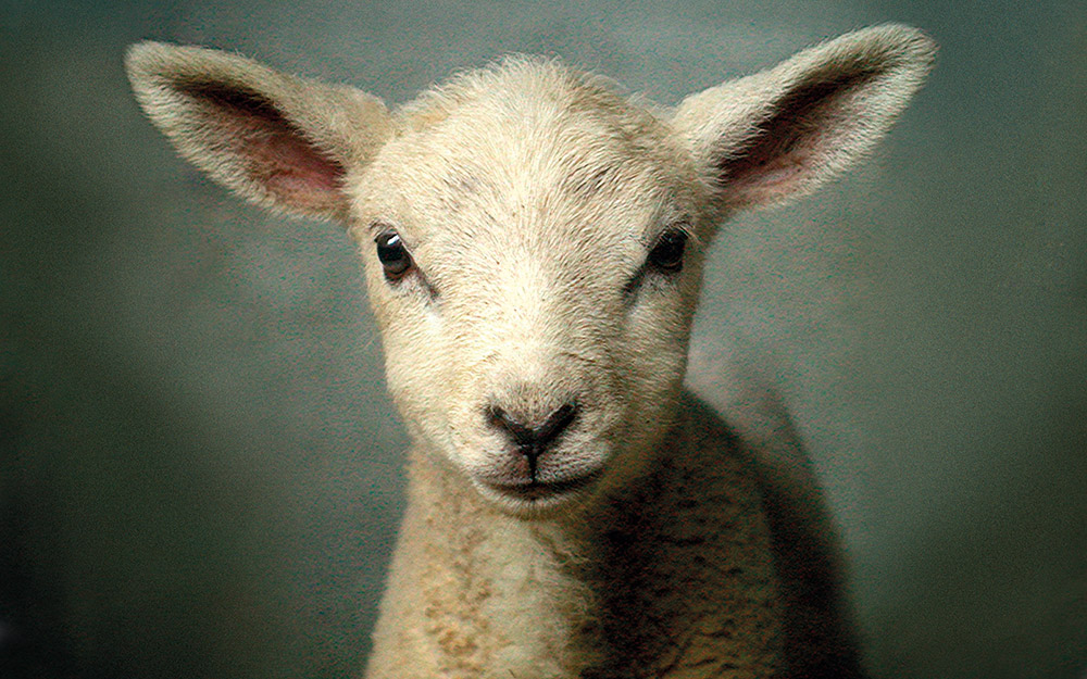 η-μακάβρια-γοητεία-του-οβελία-στις-δια-562339378