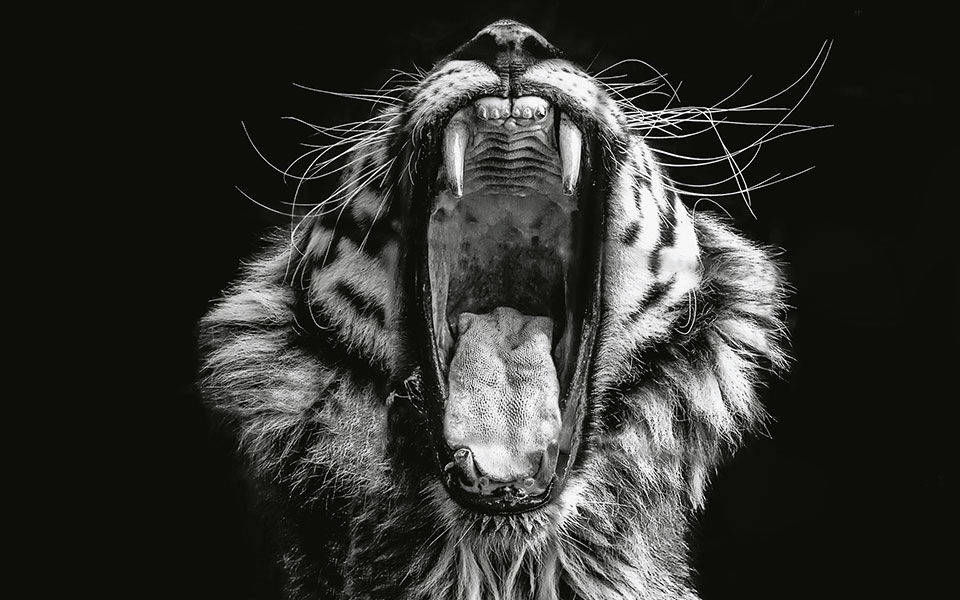 γιατί-τα-άγρια-ζώα-δεν-μπορούν-να-γίνου-562324957