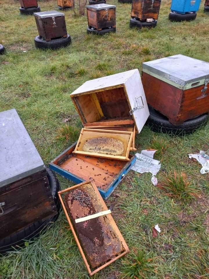 Πεινασμένη αρκούδα έφαγε 40 κιλά μέλι στο όρος Πάικο-1