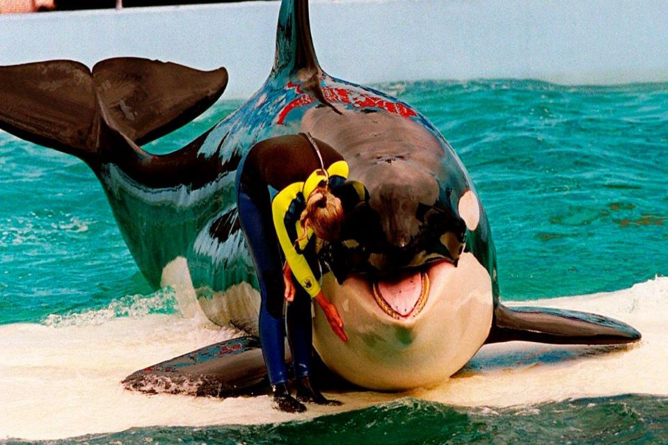 κάμερες-καταγράφουν-φάλαινες-να-κάνο-562349158