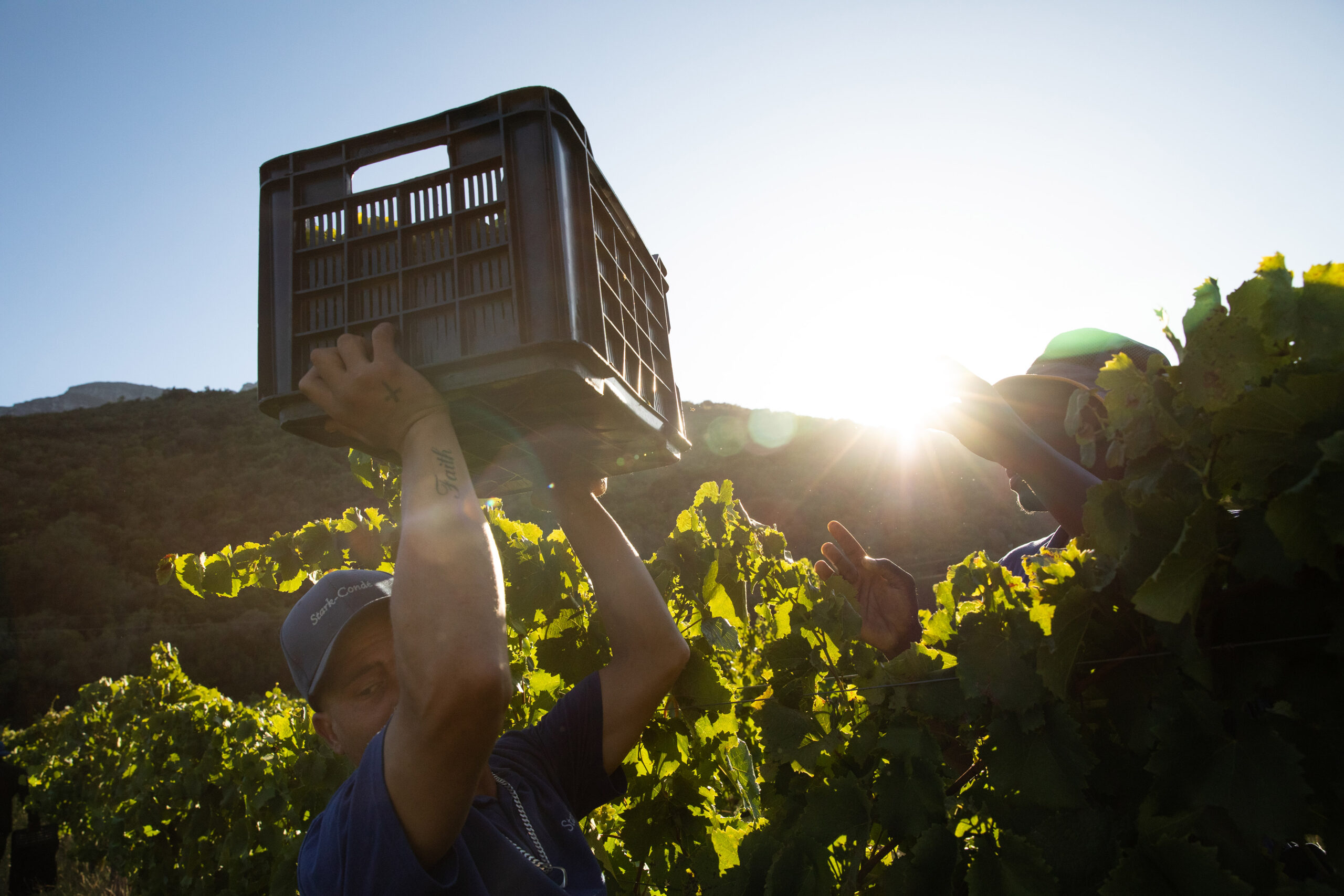 εξερευνώντας-τα-κρασιά-μαύρων-οινοπο-562327078