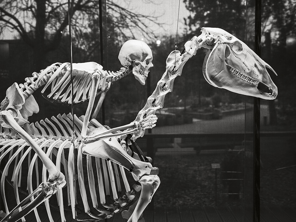 Γαϊδούρια: Τα μυστικά του DNA τους-1