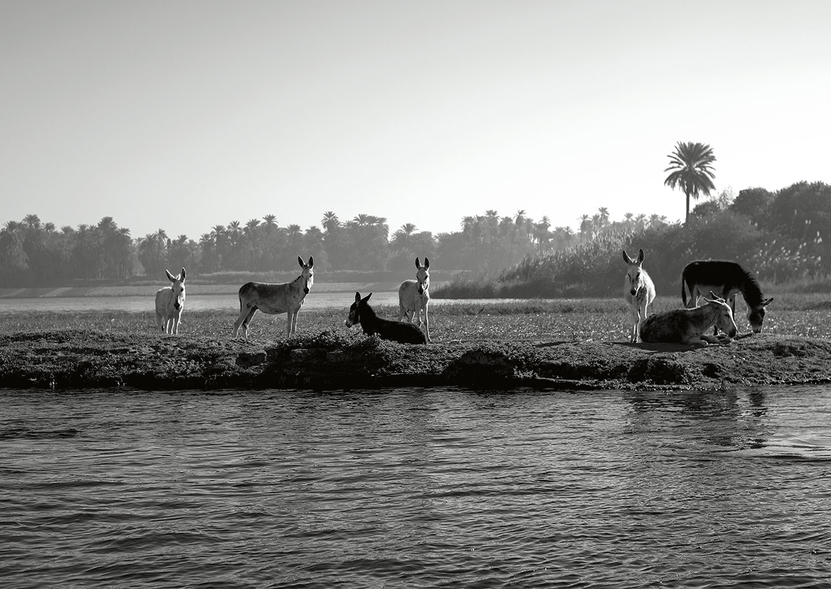 Γαϊδούρια: Τα μυστικά του DNA τους-3