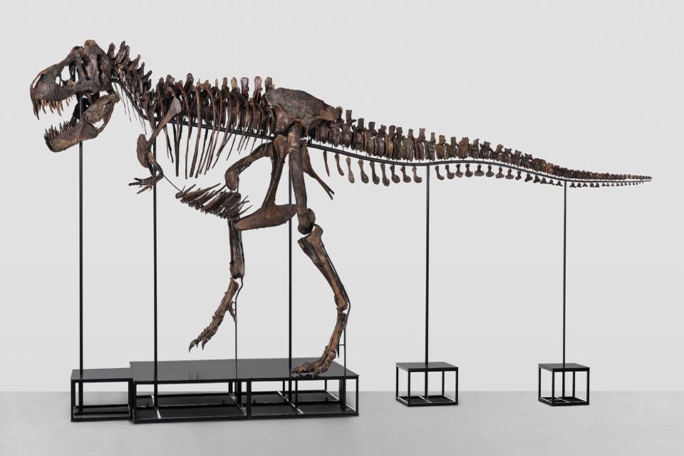 στο-σφυρί-σκελετός-t-rex-μήκους-115-μέτρων-562319521