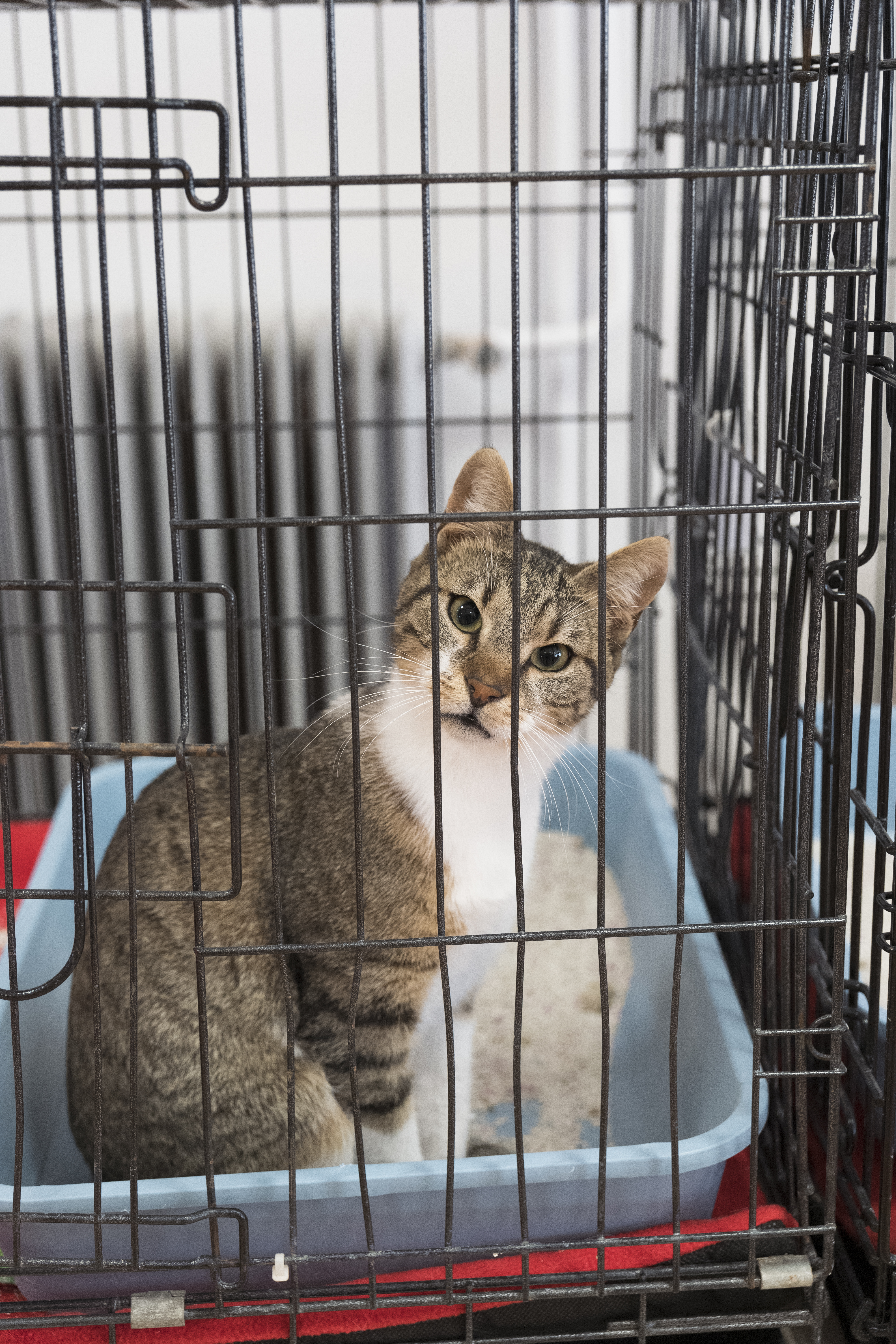 Γάτες έτοιμες για υιοθεσία-1