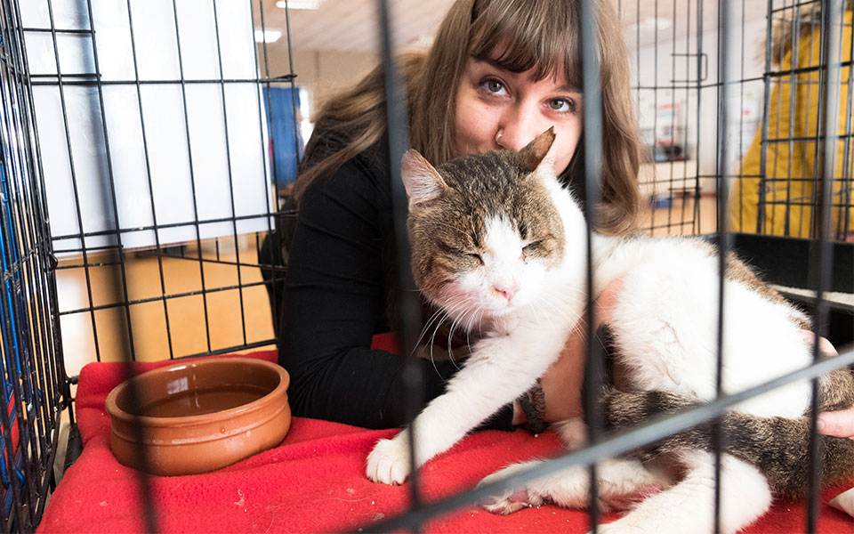 γάτες-έτοιμες-για-υιοθεσία-562331035