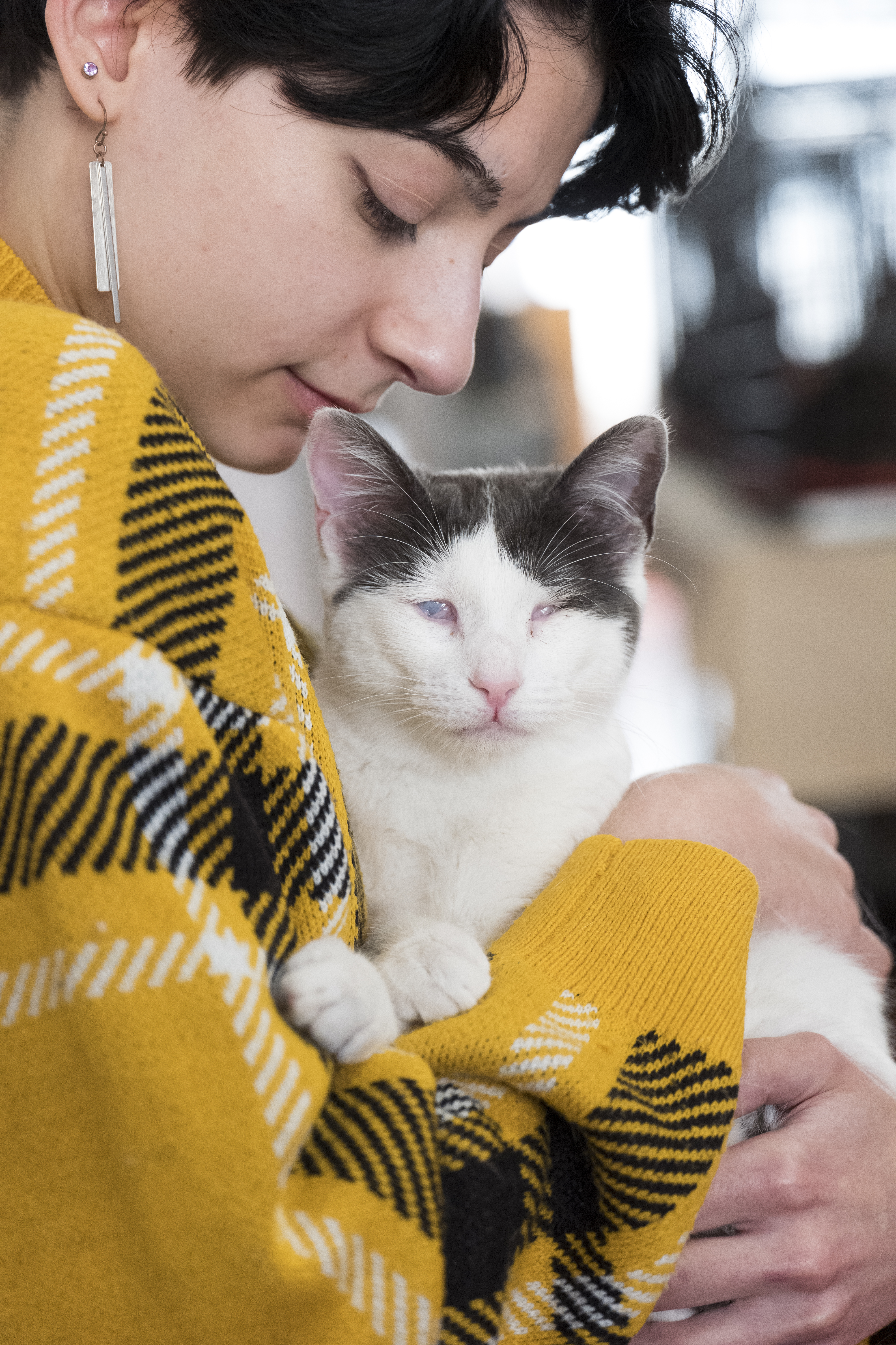 Γάτες έτοιμες για υιοθεσία-2