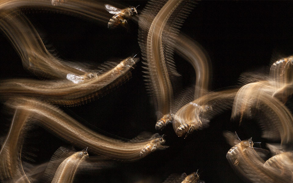 British Wildlife Photographer Awards: Η φύση της Βρετανίας σε όλο της το μεγαλείο-3