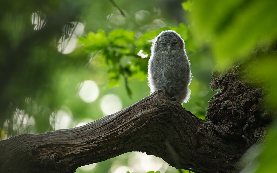 british-wildlife-photographer-awards-η-φύση-της-βρετανίας-σε-όλο-της-562322956