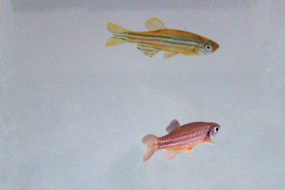 πώς-οι-κατσαρίδες-ανέπτυξαν-ανοσία-στ-562339651