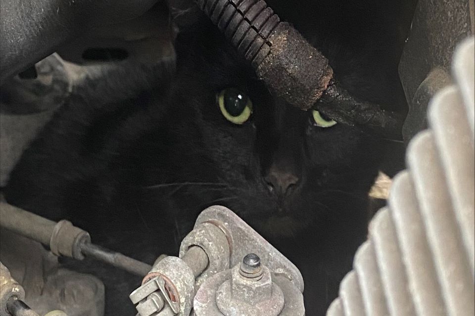 βρετανία-γάτα-βρέθηκε-σώα-αλλά-τρομοκ-562334668