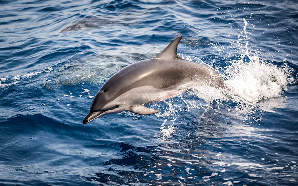 γαλλία-τουλάχιστον-910-δελφίνια-ξεβράστ-562327477