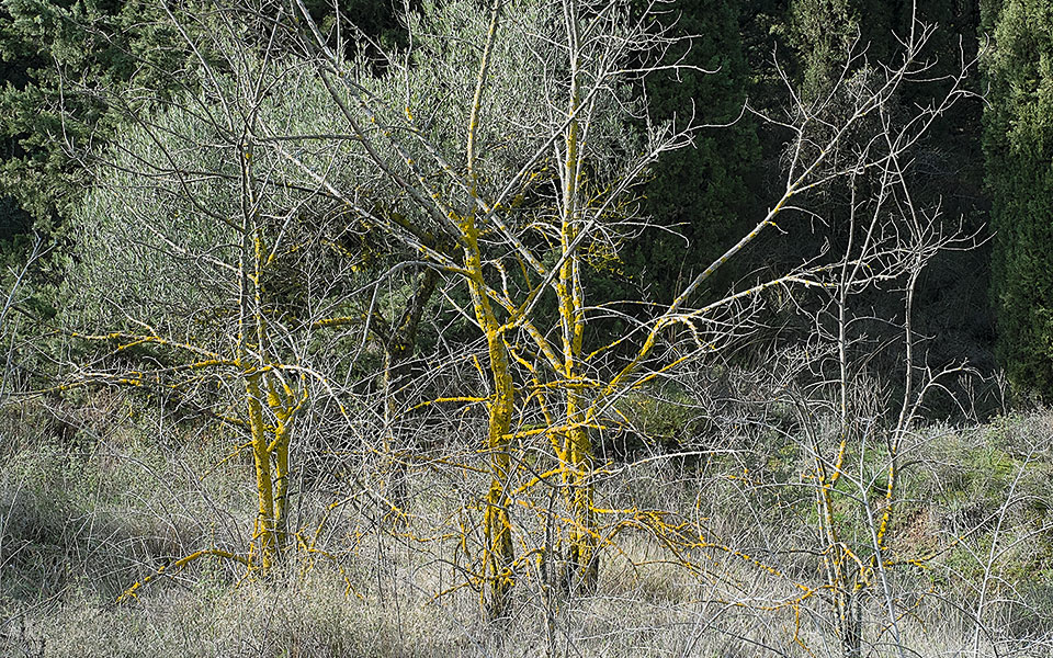 to-αττικό-τοπίο-ιχνογραφείται-στο-λεύκω-562336045