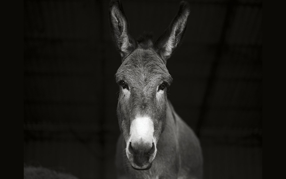 γαϊδούρια-τα-μυστικά-του-dna-τους-562343104