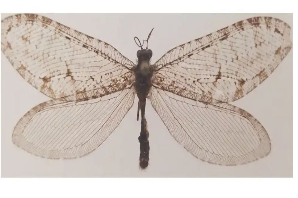 εξαφανισμένο-γιγάντιο-έντομο-της-ι-562301350