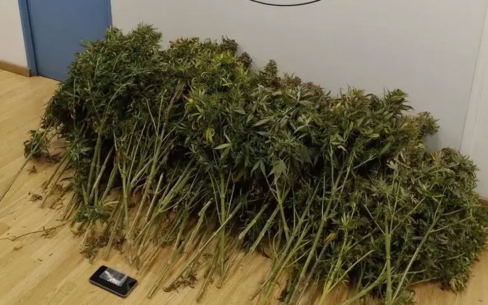 καλλιθέα-σύλληψη-41χρονου-για-καλλιέργ-562339438