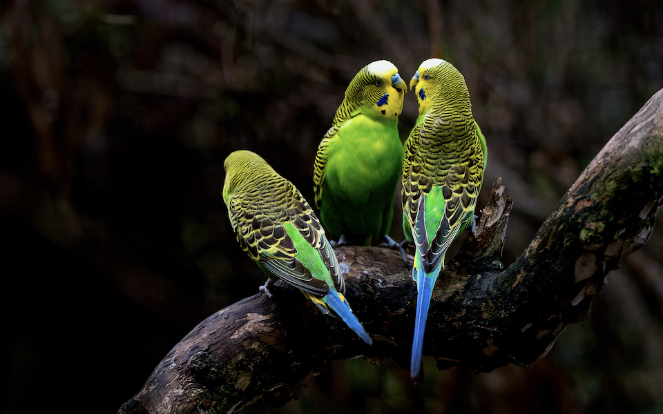 χιλιάδες-παπαγάλοι-στα-δέντρα-μας-ένα-562332802