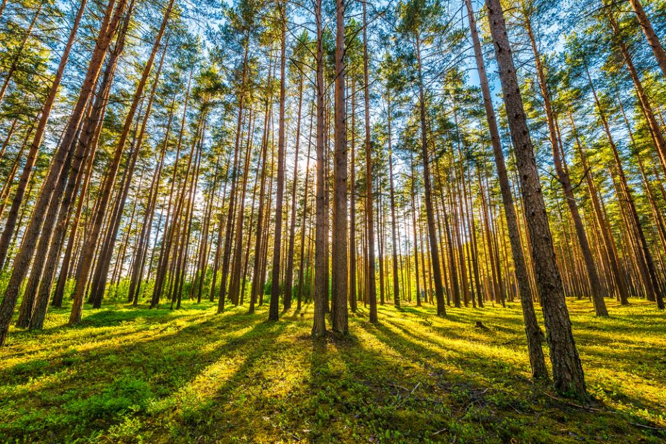 τροπικά-δάση-μια-ολόκληρη-ελβετία-α-562327210