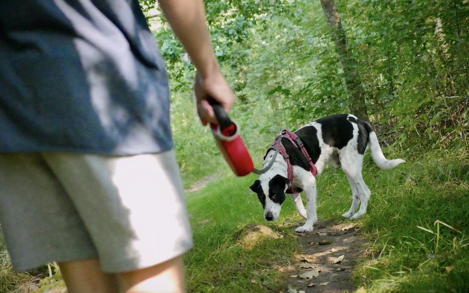 αγγλία-πάρκο-χρεώνει-τη-βόλτα-με-σκύλο-562310932