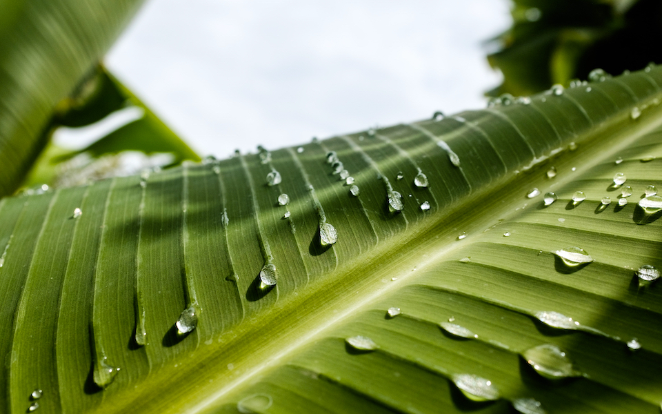 τεχνητό-φύλλο-συλλέγει-ενέργεια-από-τ-562331005