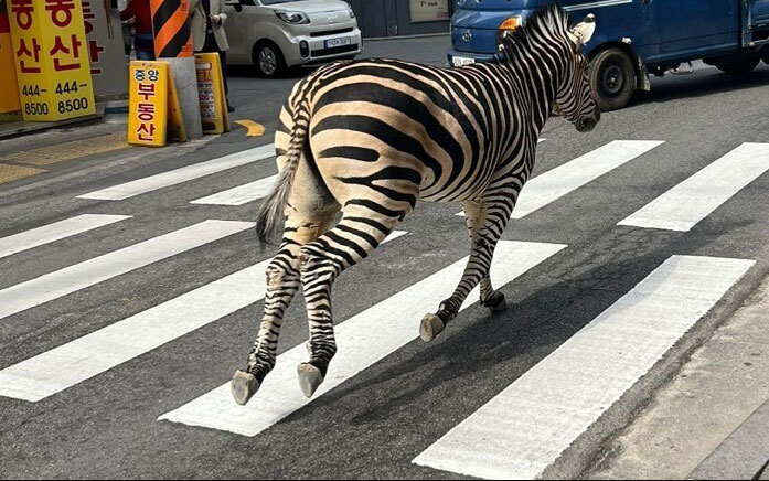 σεούλ-ζέβρα-το-έσκασε-από-ζωολογικό-562336531