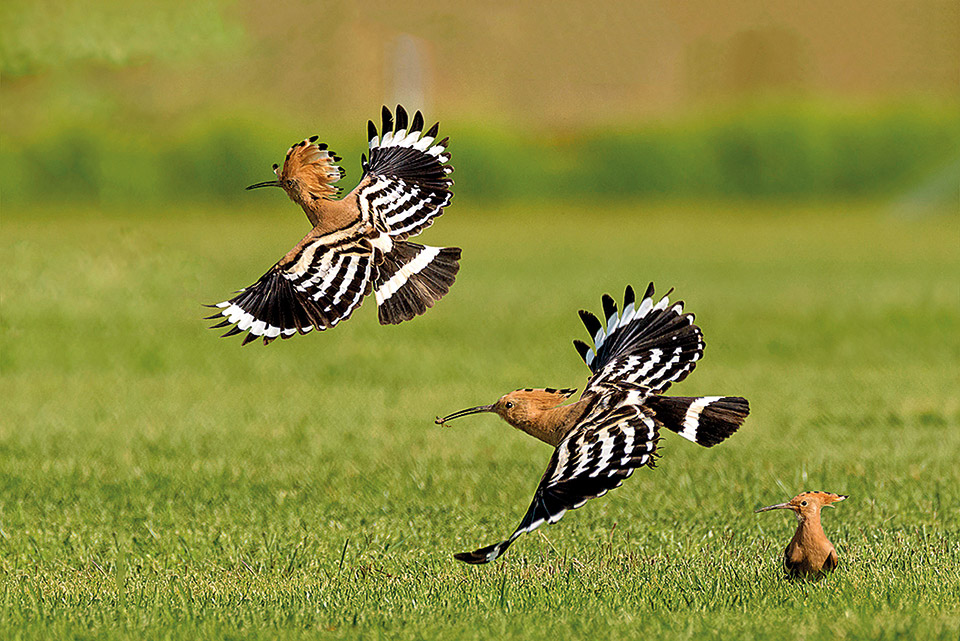 7 ανοιξιάτικες ιδέες για να συνδεθείτε με τη φύση-4