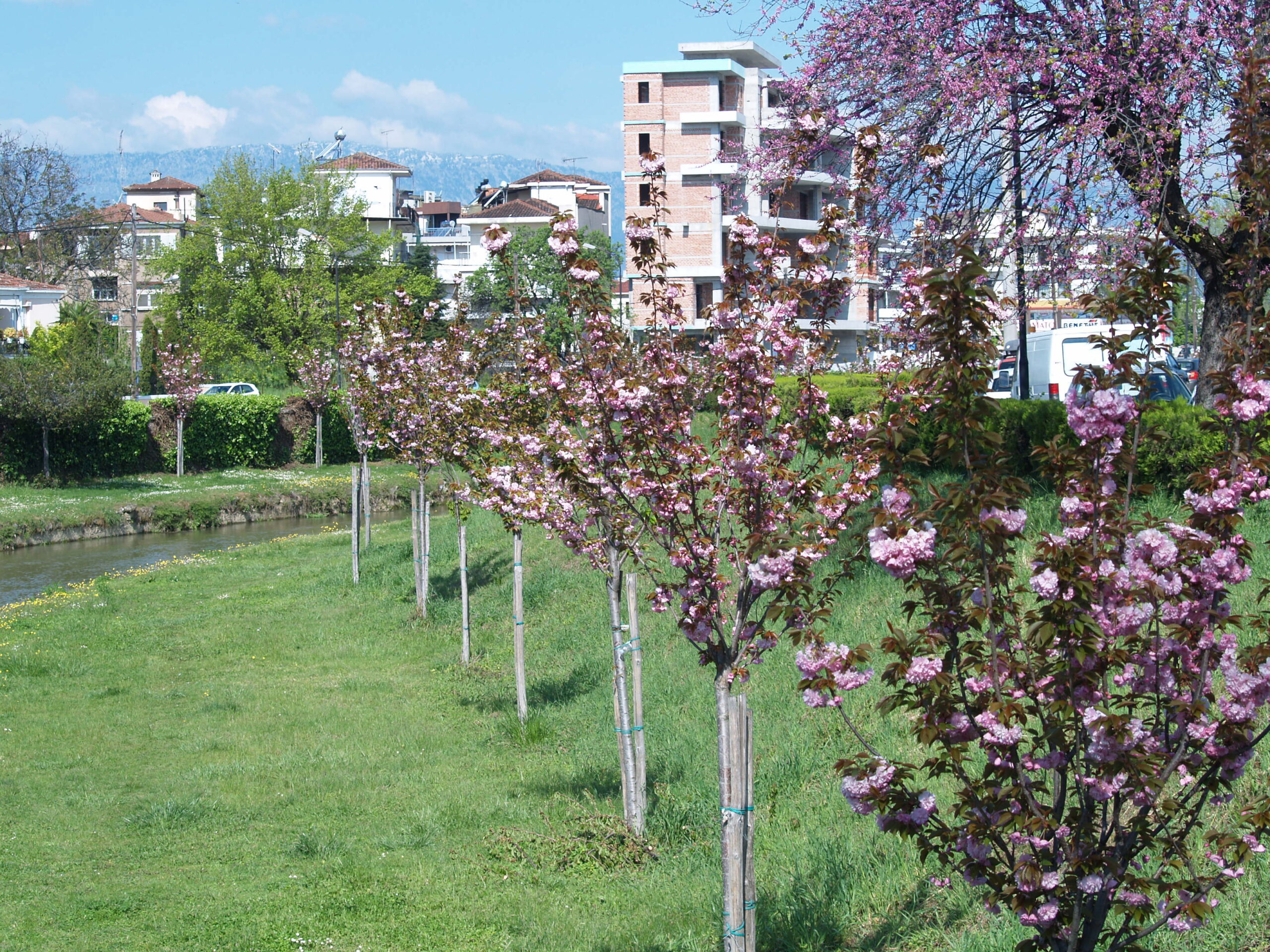 τρίκαλα-όπως-κιότο-ανθισαν-οι-κερασι-562375246