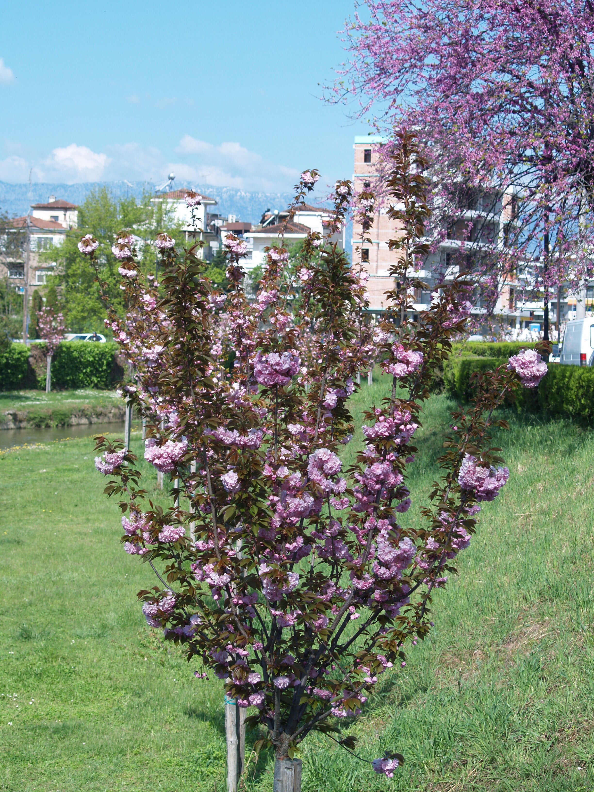 Τρίκαλα όπως… Κιότο: Ανθισαν οι κερασιές κατά μήκος του Ληθαίου-1