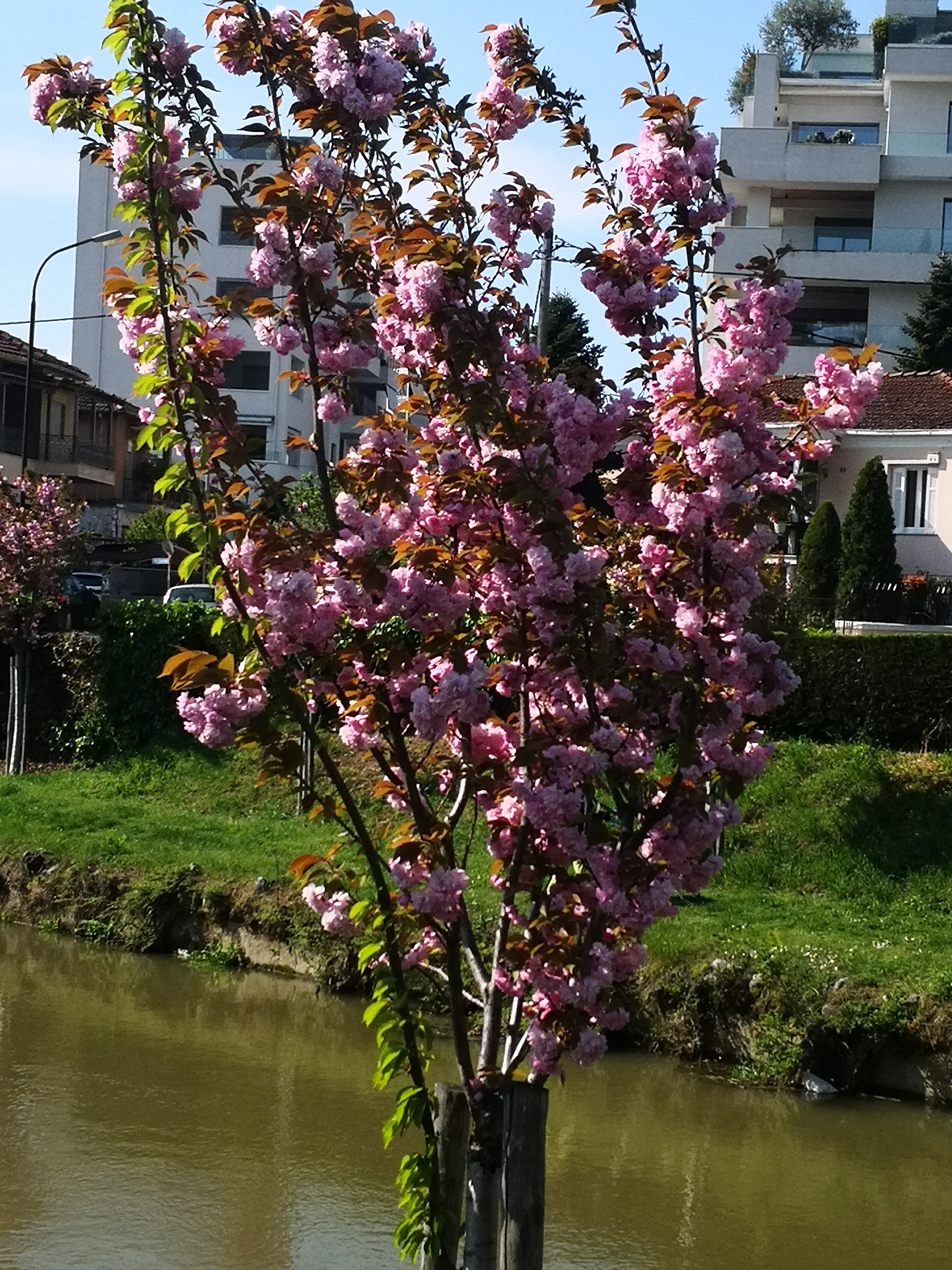 Τρίκαλα όπως… Κιότο: Ανθισαν οι κερασιές κατά μήκος του Ληθαίου-2