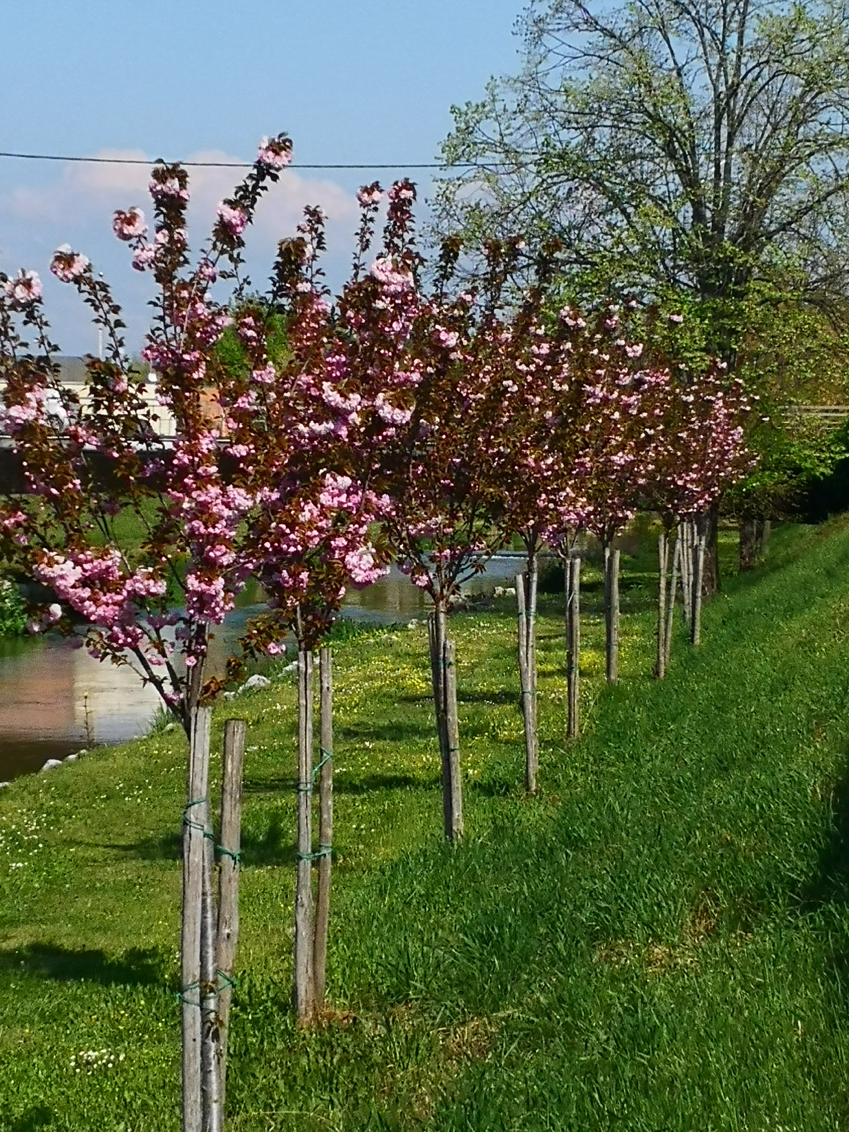Τρίκαλα όπως… Κιότο: Ανθισαν οι κερασιές κατά μήκος του Ληθαίου-3