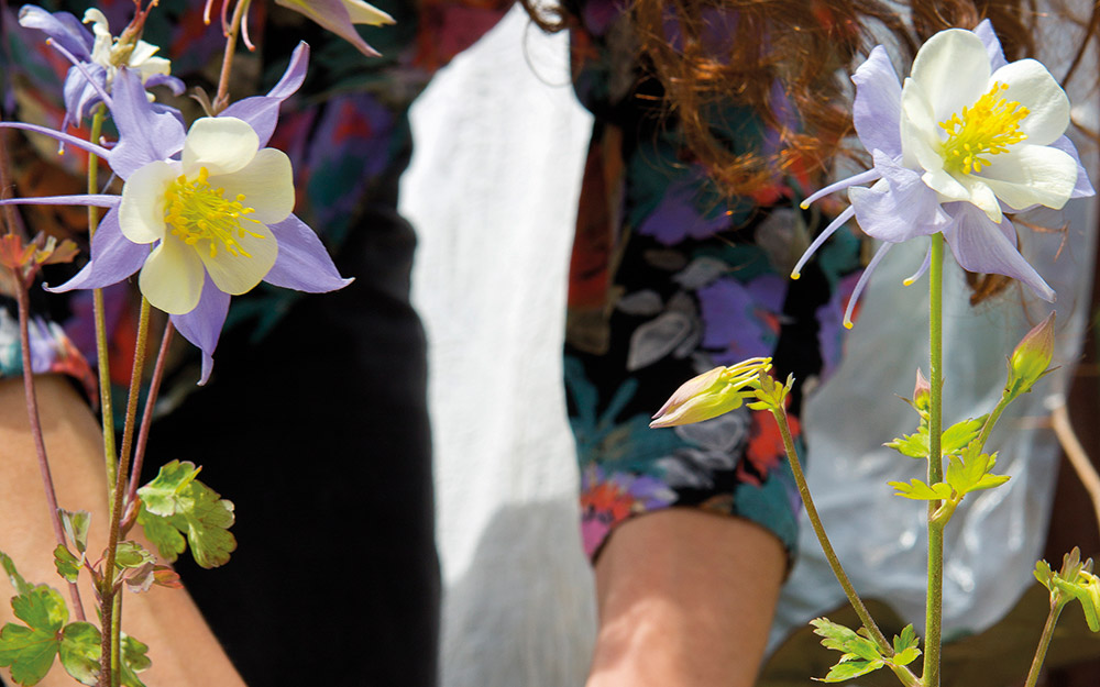 ακουιλέγια-μια-κολομπίνα-στον-κήπ-562371736