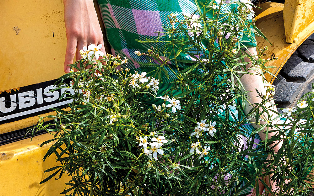 xοϊσια-tα-φύλλα-της-φέρνουν-μυρωδιά-βα-562361671