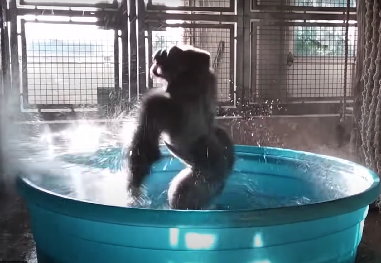 οι-χιμπατζήδες-αναγνωρίζουν-παλιούς-562392520