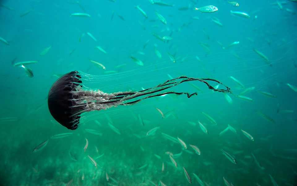 oι-μέδουσες-επιστρέφουν-στις-ελληνικέ-562389613