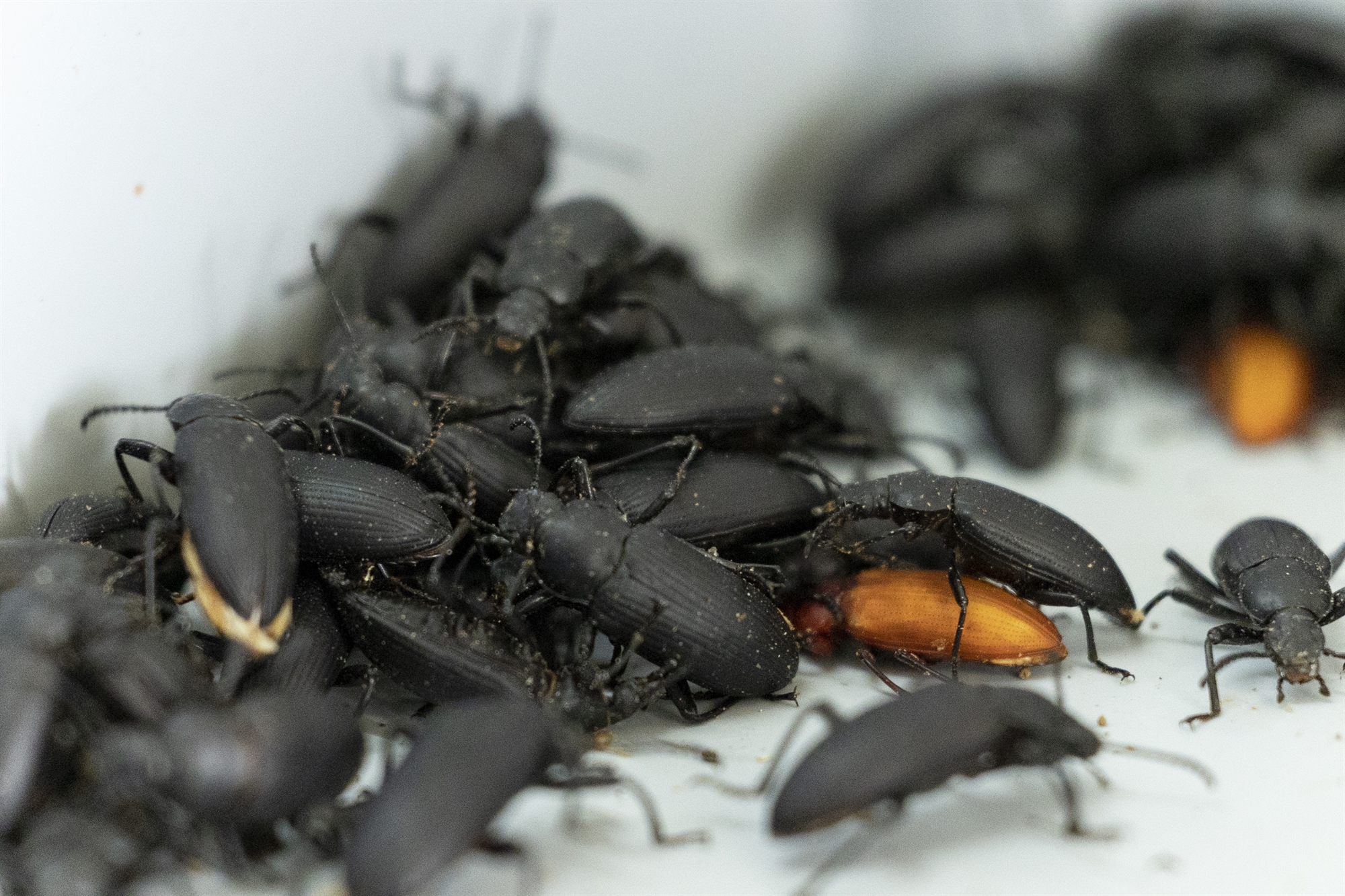 Εκτρέφουμε κατσαρίδες υψηλής ποιότητας-4