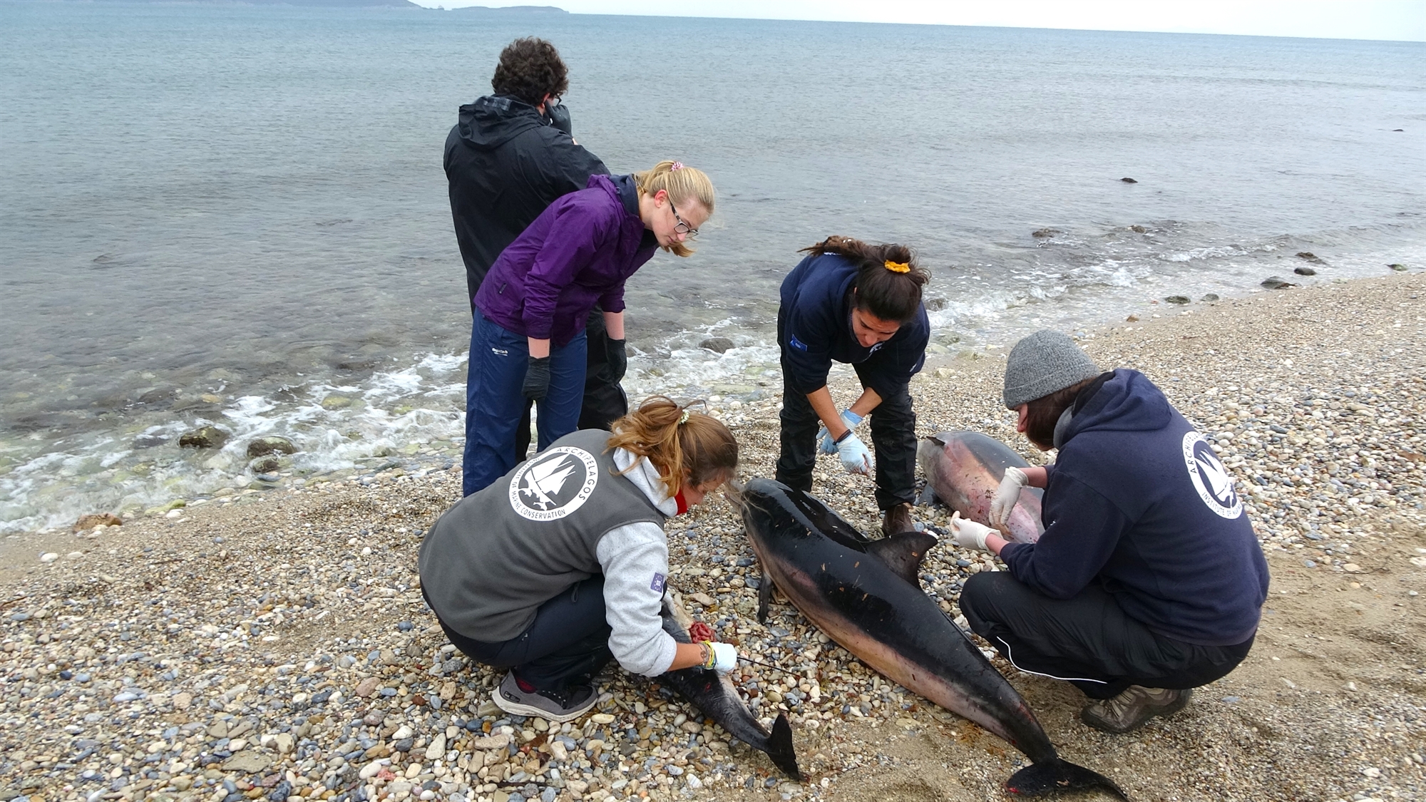 τα-πλαστικά-σκοτώνουν-κήτη-και-χελώνε-562393366