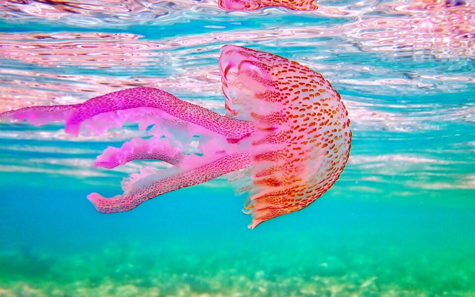 ακόμα-ένα-καλοκαίρι-με-μέδουσες-562386163