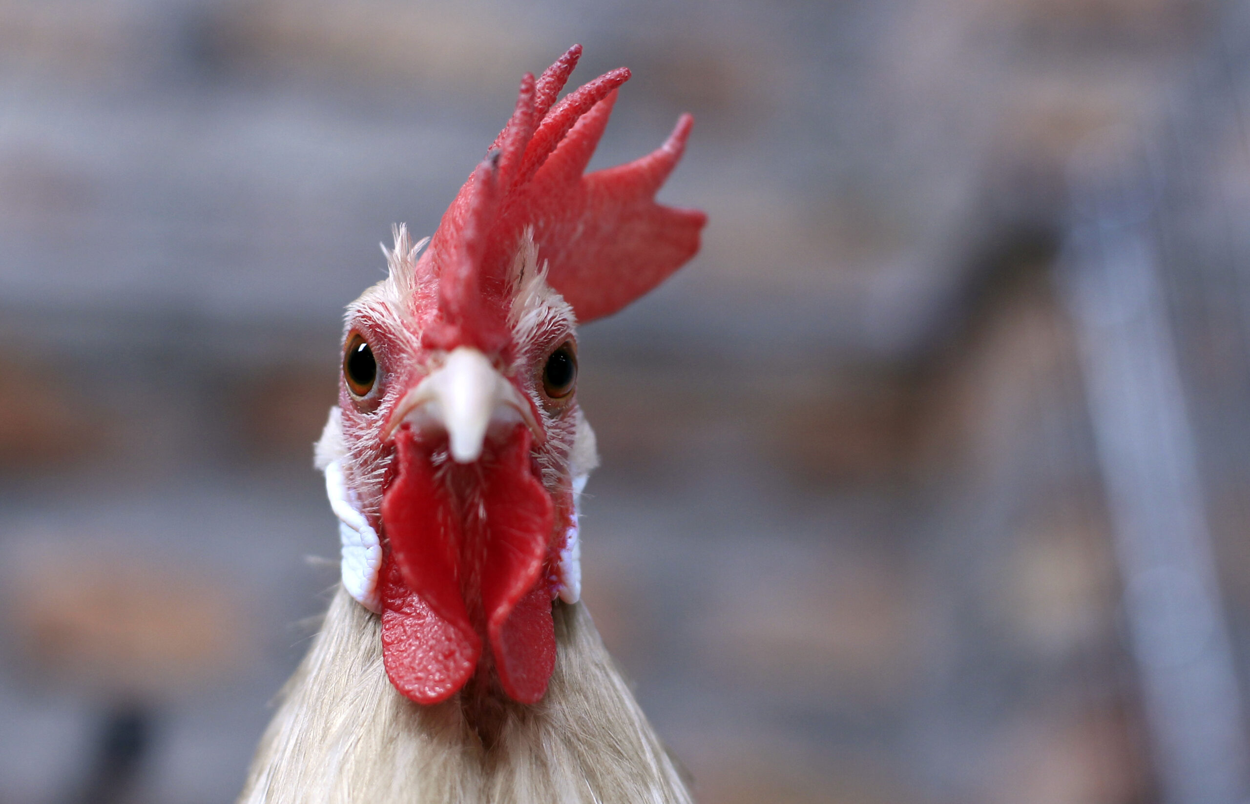 ιαπωνία-ελλειψη-χώρου-ταφής-για-εκατο-562358935