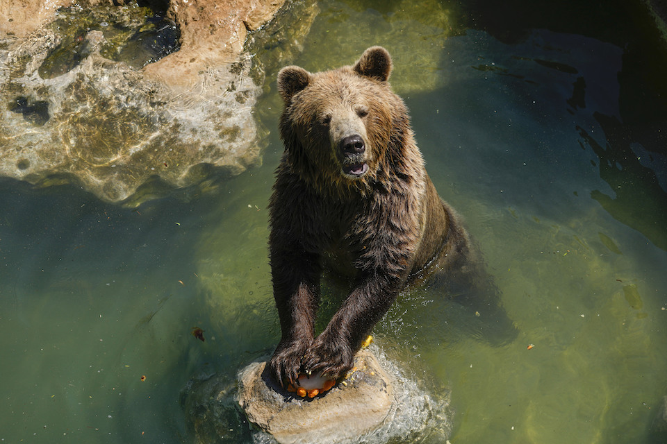 ιταλία-νεκρός-από-επίθεση-αρκούδας-26χρ-562362637