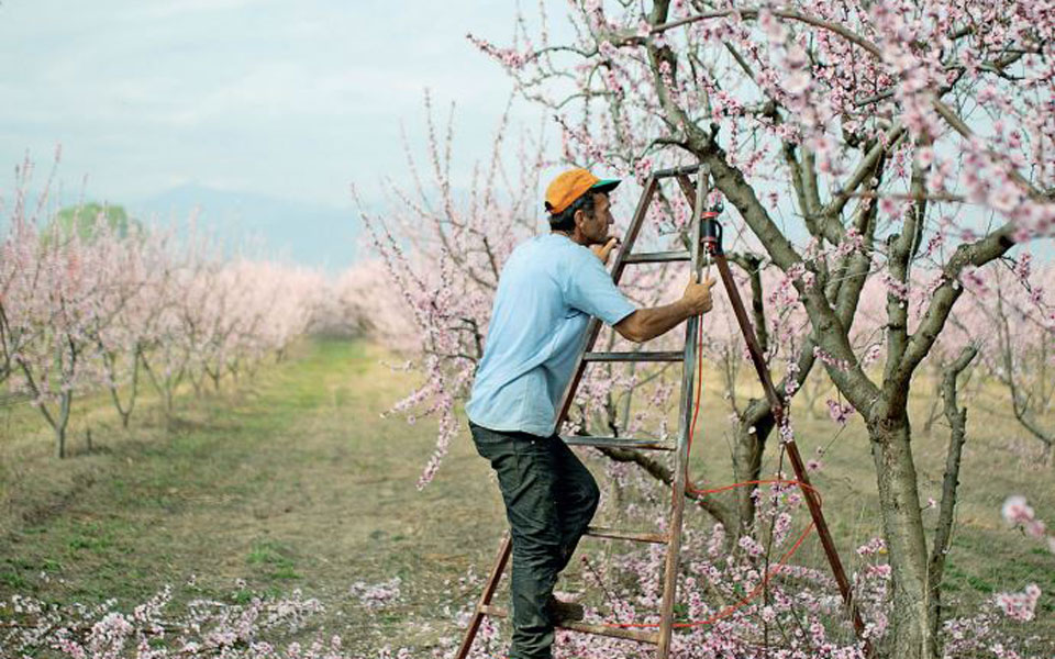 νοσταλγούμε-τους-αλβανούς-οι-ροδα-562374043