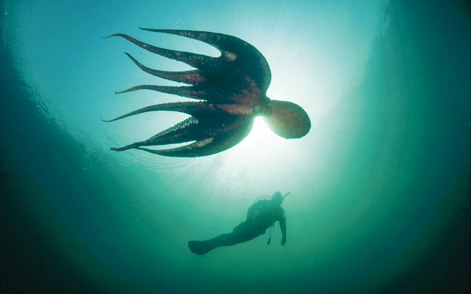 ενα-χταπόδι-με-μεγάλη-καρδιά-562351660