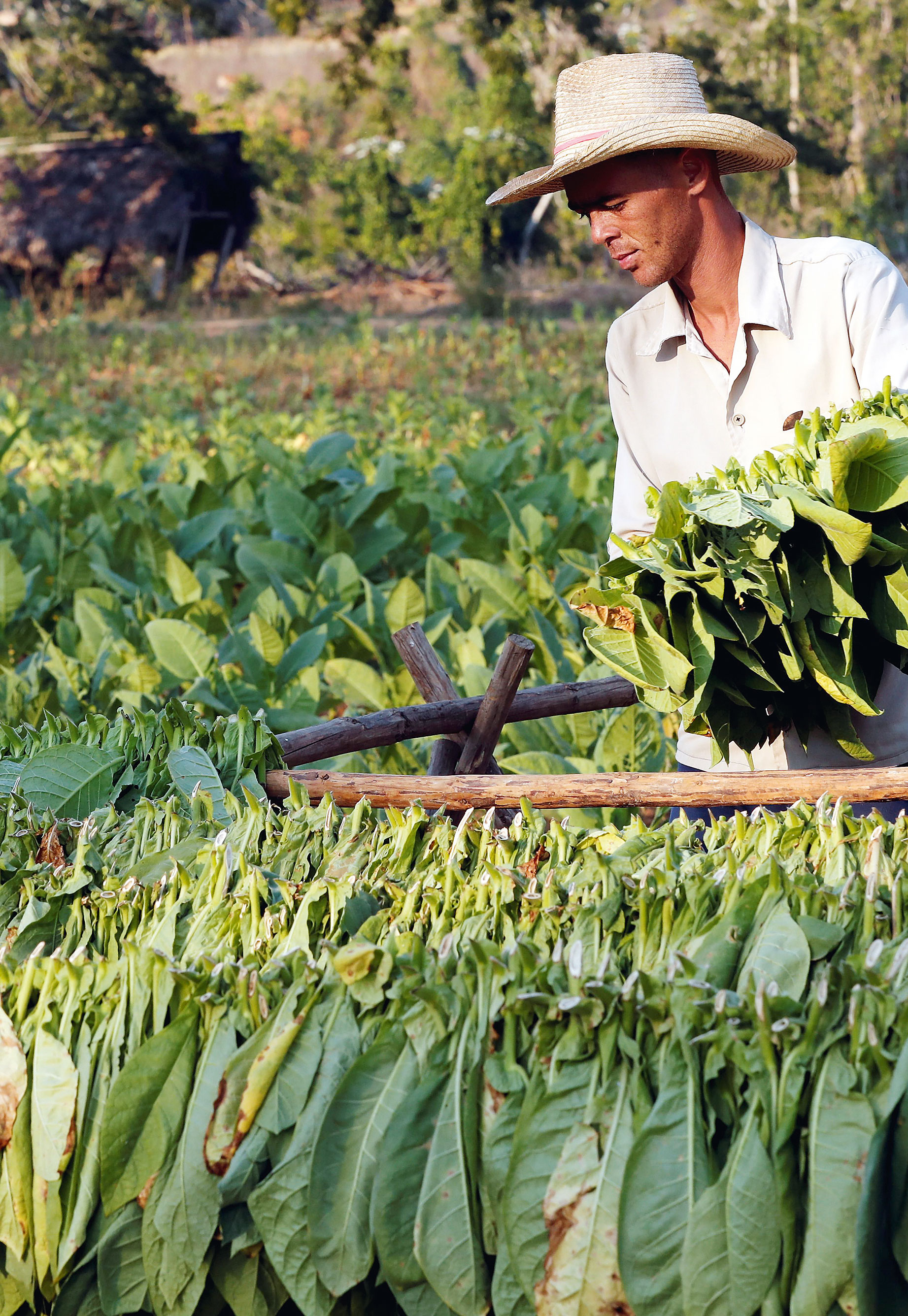 Πιο ακριβά από… iPhone τα κουβανέζικα πούρα-1