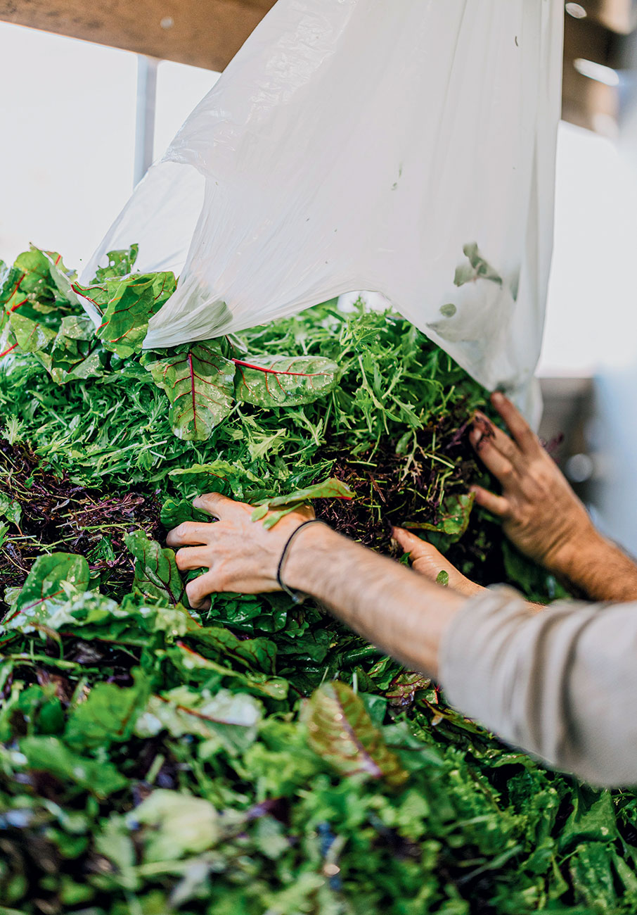 Νέοι αγρότες στην Αττική-4