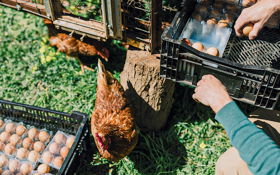 Νέοι αγρότες στην Αττική-6