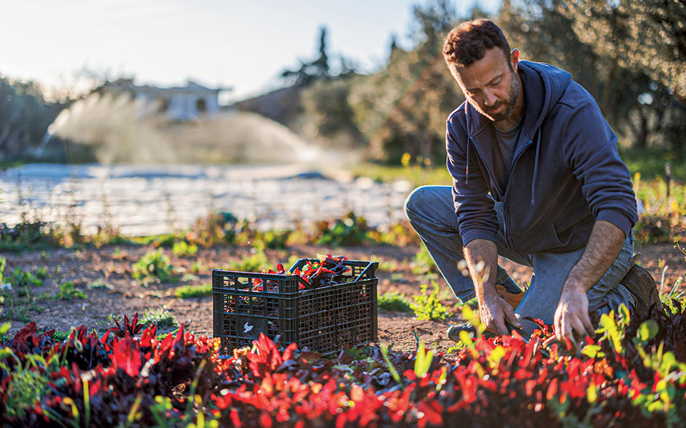 Νέοι αγρότες στην Αττική-1