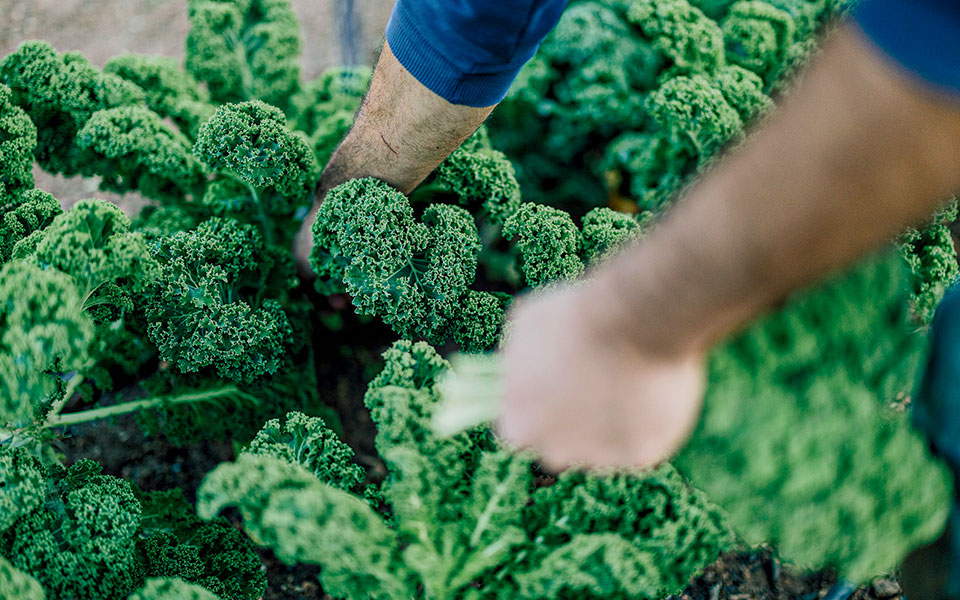 Νέοι αγρότες στην Αττική-2